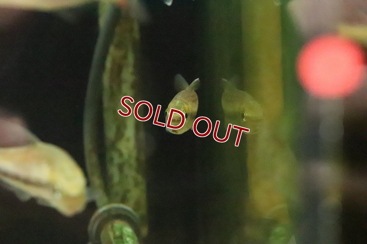 画像3: 【淡水魚】大特価 激レア シャラクテトラ2 ジュルエナ産 ワイルド【１匹 サンプル画像】(珍カラ)(生体)(熱帯魚)NKCK (3)