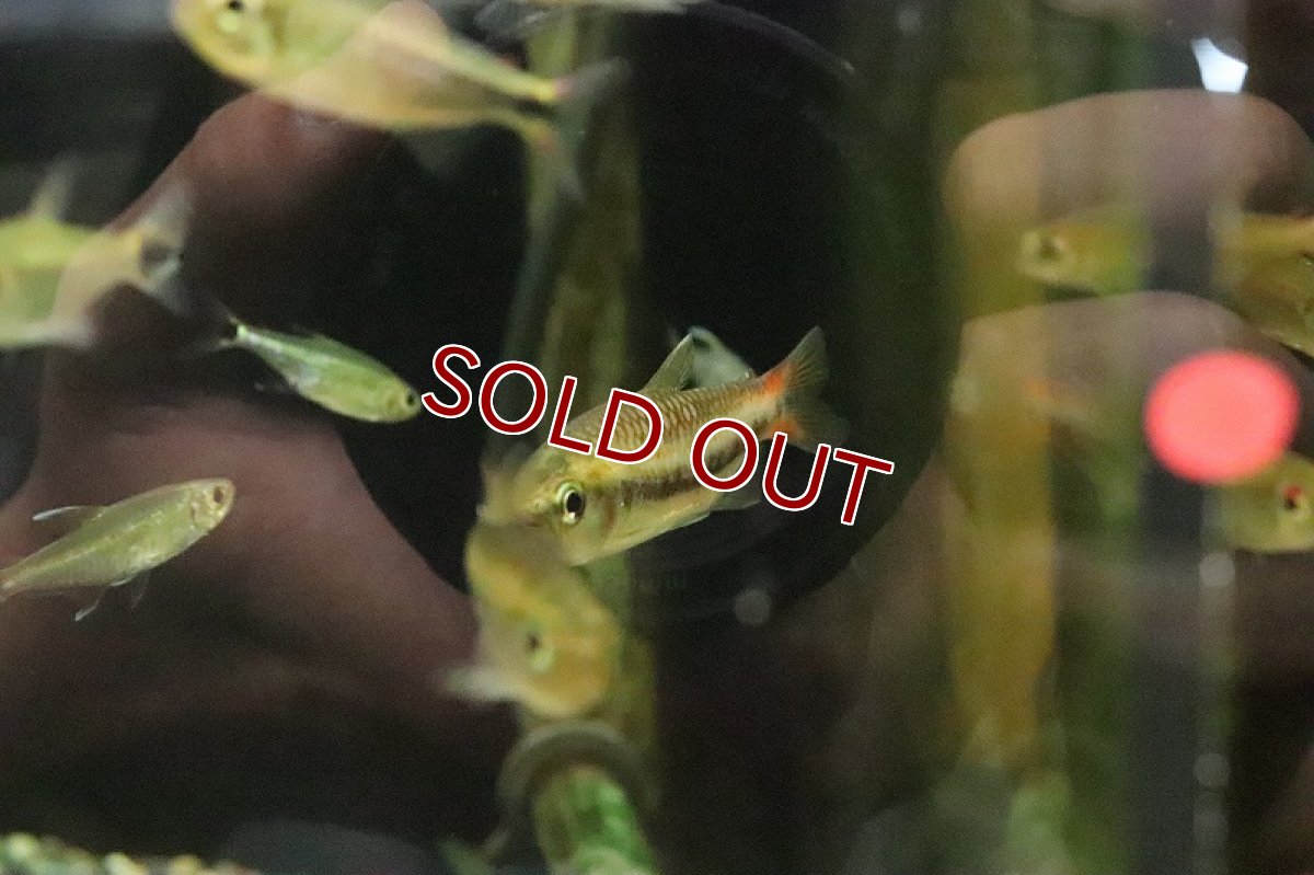 画像4: 【淡水魚】大特価 激レア シャラクテトラ2 ジュルエナ産 ワイルド【１匹 サンプル画像】(珍カラ)(生体)(熱帯魚)NKCK (4)
