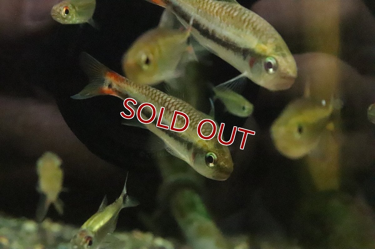 画像5: 【淡水魚】大特価 激レア シャラクテトラ2 ジュルエナ産 ワイルド【１匹 サンプル画像】(珍カラ)(生体)(熱帯魚)NKCK (5)