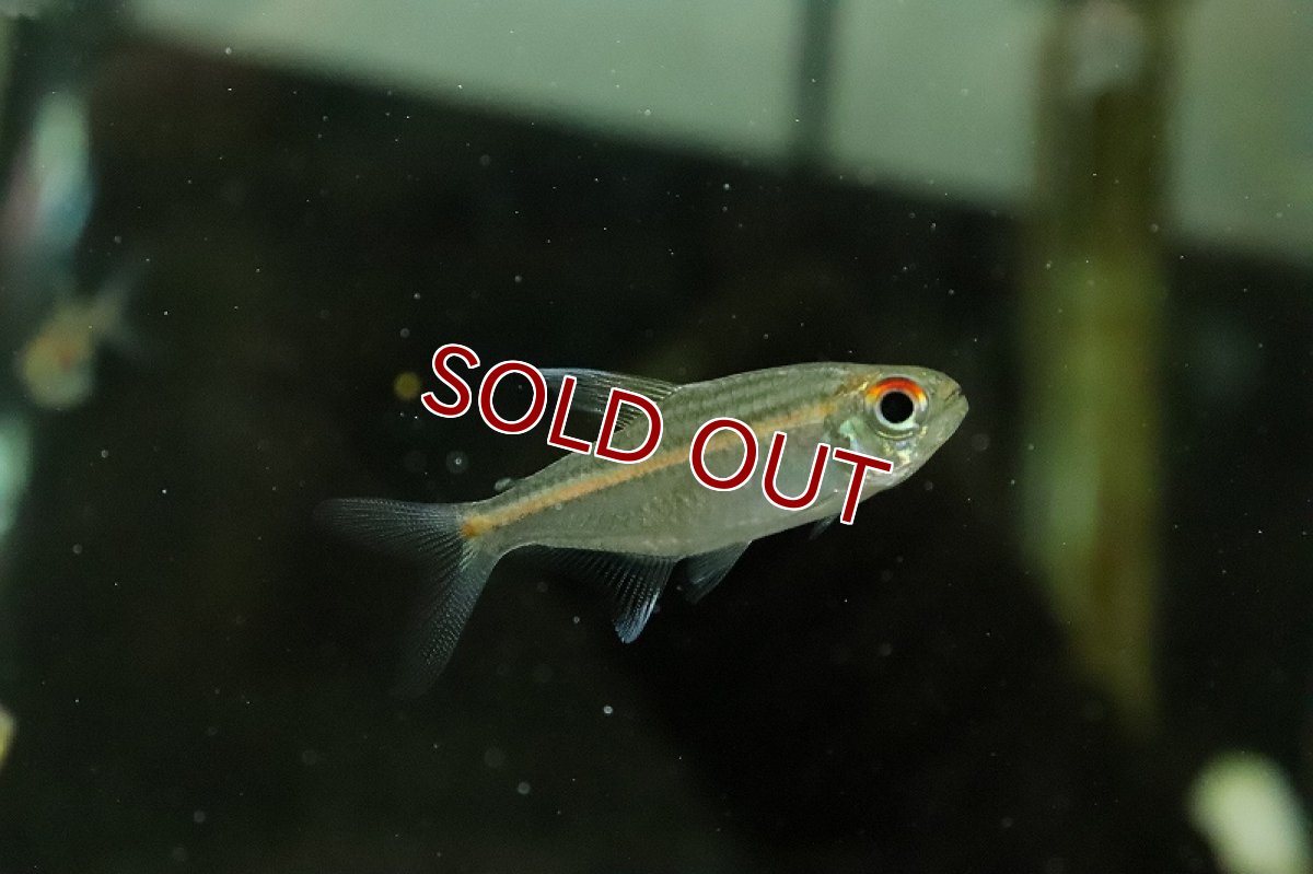 画像2: 【淡水魚】グローラインテトラ リオタパジョス産 ワイルド【１匹 サンプル画像】(珍カラ)(生体)(熱帯魚)NKCK (2)