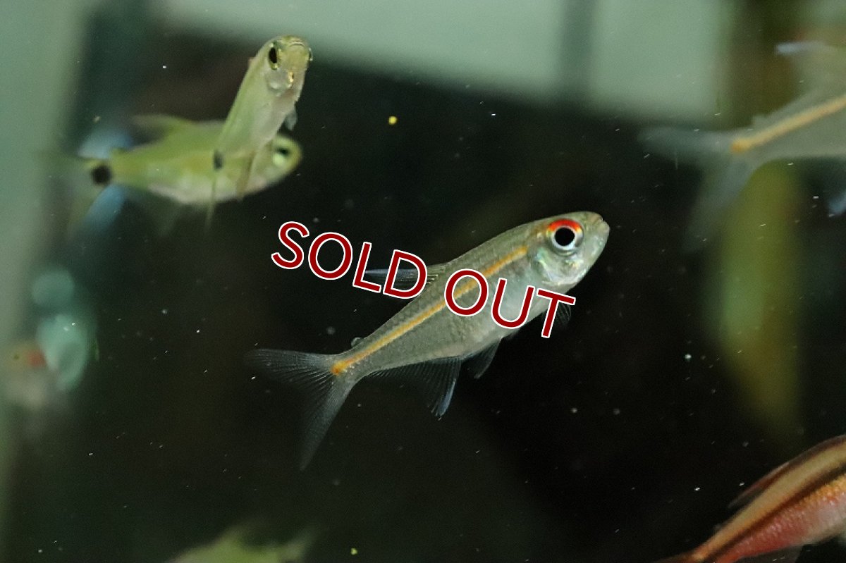 画像3: 【淡水魚】グローラインテトラ リオタパジョス産 ワイルド【１匹 サンプル画像】(珍カラ)(生体)(熱帯魚)NKCK (3)