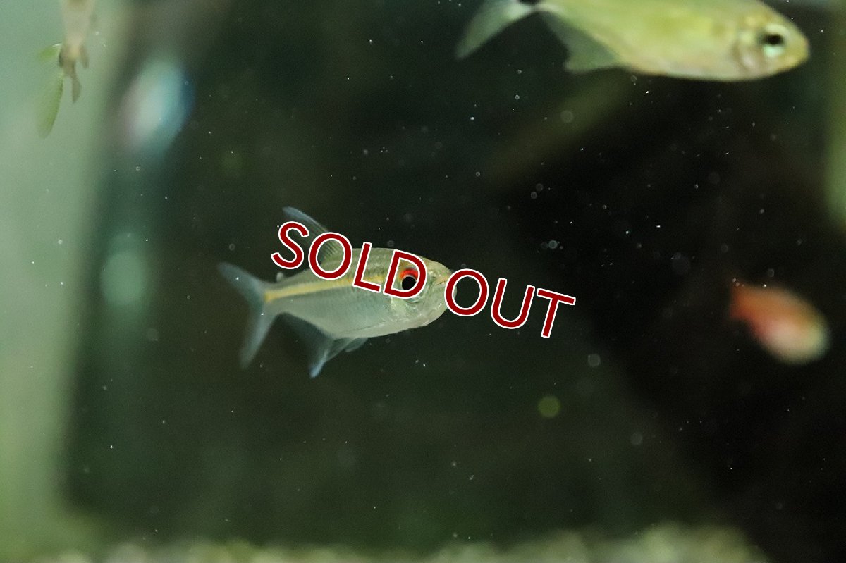画像4: 【淡水魚】グローラインテトラ リオタパジョス産 ワイルド【１匹 サンプル画像】(珍カラ)(生体)(熱帯魚)NKCK (4)
