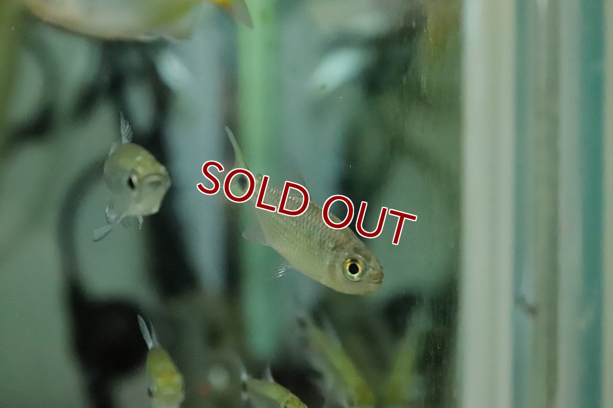 画像2: 【淡水魚】激レア レインボーダイヤモンドモンクホーシャ ワイルド【１匹 サンプル画像】(珍カラ)(生体)(熱帯魚)NKCK (2)