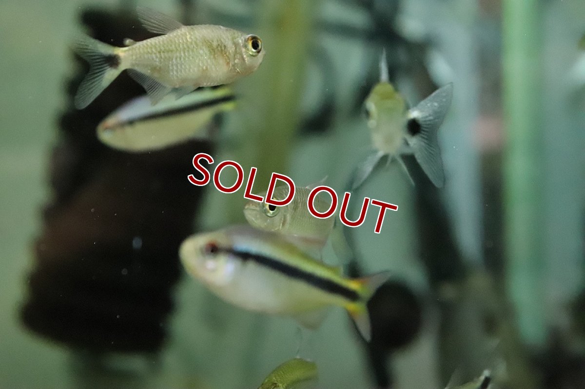 画像3: 【淡水魚】激レア レインボーダイヤモンドモンクホーシャ ワイルド【１匹 サンプル画像】(珍カラ)(生体)(熱帯魚)NKCK (3)