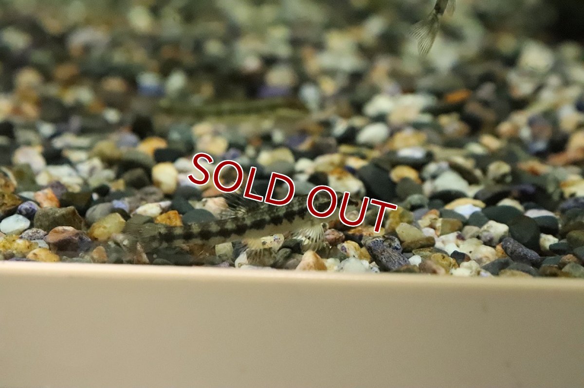 画像2: 【淡水魚】イエローバタフライダータテトラ リオムリアエ産 ワイルド【１匹 サンプル画像】(珍カラ)(生体)(熱帯魚)NKCK (2)