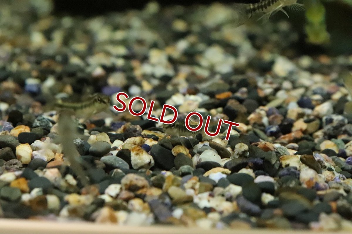 画像3: 【淡水魚】イエローバタフライダータテトラ リオムリアエ産 ワイルド【１匹 サンプル画像】(珍カラ)(生体)(熱帯魚)NKCK (3)