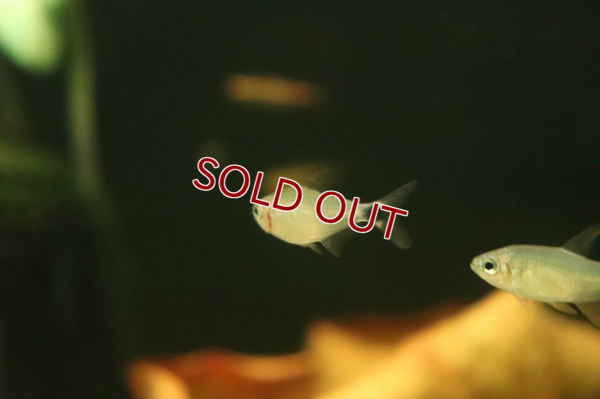 画像2: 【淡水魚】爆安 ハイフェソブリコン プロキオン【１匹 サンプル画像】(珍カラ)(生体)(熱帯魚)NKCK (2)