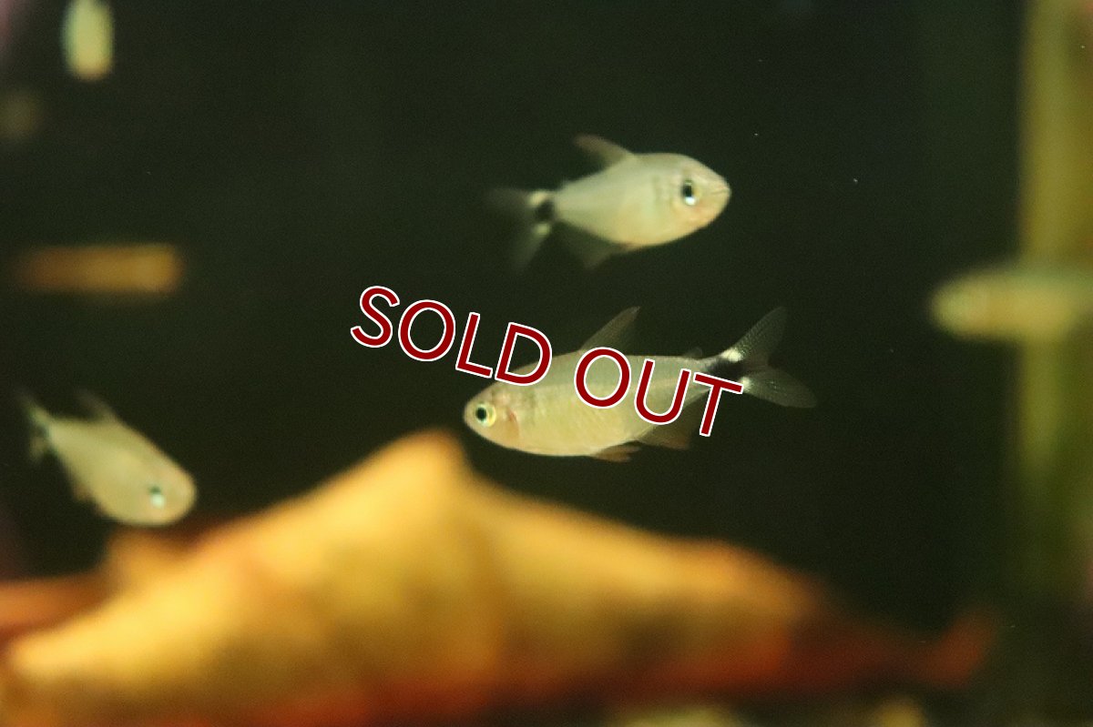 画像3: 【淡水魚】爆安 ハイフェソブリコン プロキオン【１匹 サンプル画像】(珍カラ)(生体)(熱帯魚)NKCK (3)