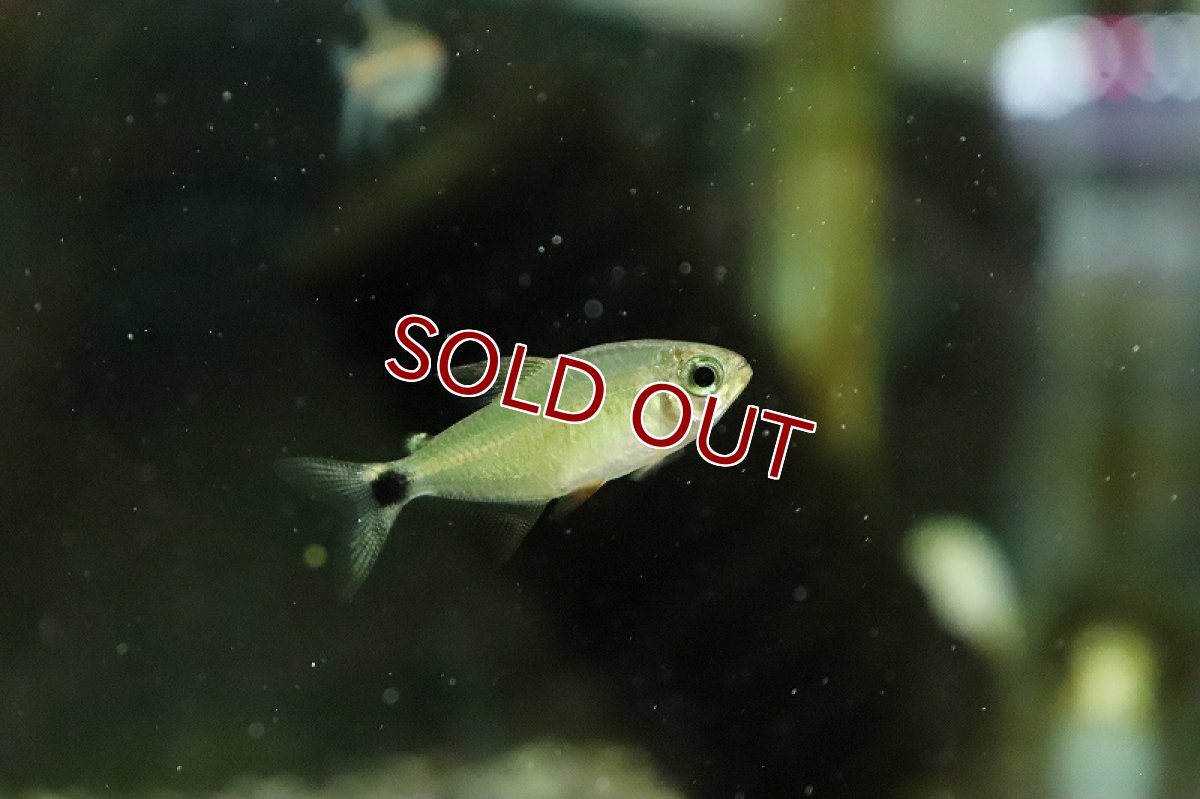 画像2: 【淡水魚】ハイフェソブリコン プロキオン ワイルド【１匹 サンプル画像】(珍カラ)(生体)(熱帯魚)NKCK (2)