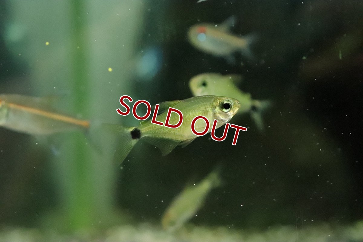 画像3: 【淡水魚】ハイフェソブリコン プロキオン ワイルド【１匹 サンプル画像】(珍カラ)(生体)(熱帯魚)NKCK (3)