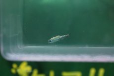 画像1: 【淡水魚】【通販】激レア プラチナ グリーンネオンテトラ ワイルド【１匹 サンプル画像】(珍カラ)（生体）(熱帯魚)NKCK (1)