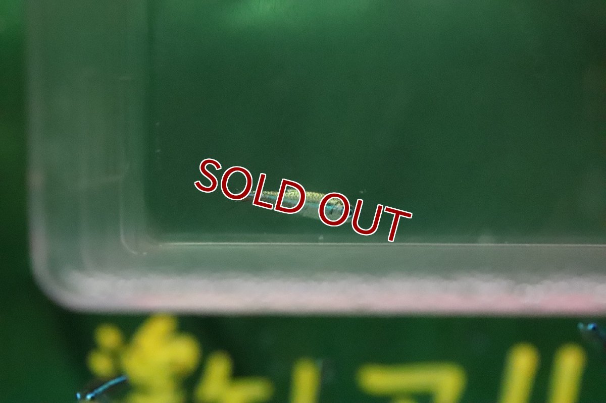 画像2: 【淡水魚】激レア プラチナ グリーンネオンテトラ ワイルド【１匹 サンプル画像】(珍カラ)（生体）(熱帯魚)NKCK (2)