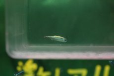 画像2: 【淡水魚】【通販】激レア プラチナ グリーンネオンテトラ ワイルド【１匹 サンプル画像】(珍カラ)（生体）(熱帯魚)NKCK (2)