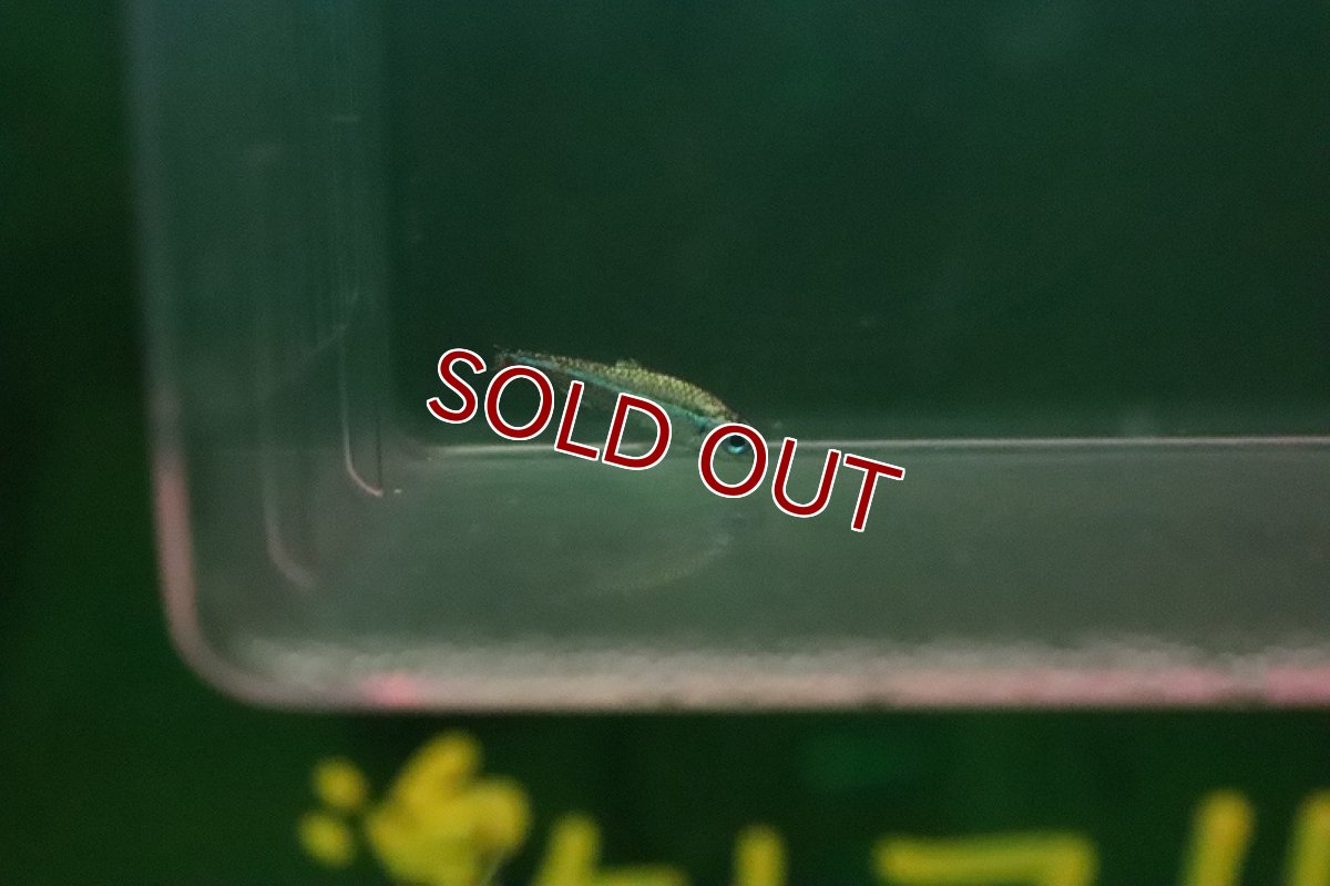 画像3: 【淡水魚】激レア プラチナ グリーンネオンテトラ ワイルド【１匹 サンプル画像】(珍カラ)（生体）(熱帯魚)NKCK (3)