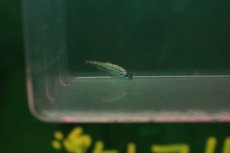 画像3: 【淡水魚】【通販】激レア プラチナ グリーンネオンテトラ ワイルド【１匹 サンプル画像】(珍カラ)（生体）(熱帯魚)NKCK (3)