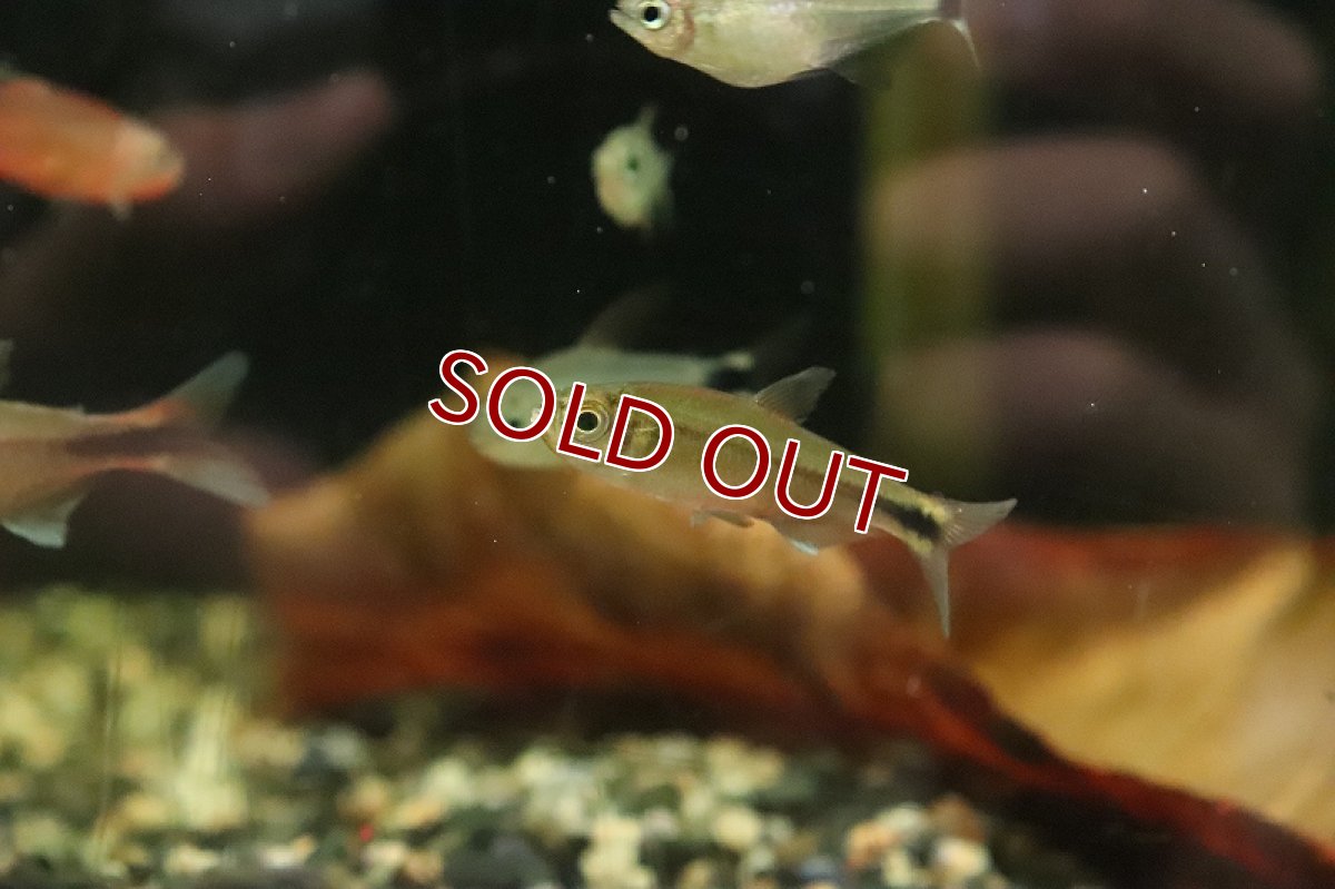 画像2: 【淡水魚】【通販】激レア ハイフェソブリコン sp インフェルナリス サンタレン産ワイルド【1匹 サンプル画像】珍カラ(生体)(熱帯魚)NKCK (2)