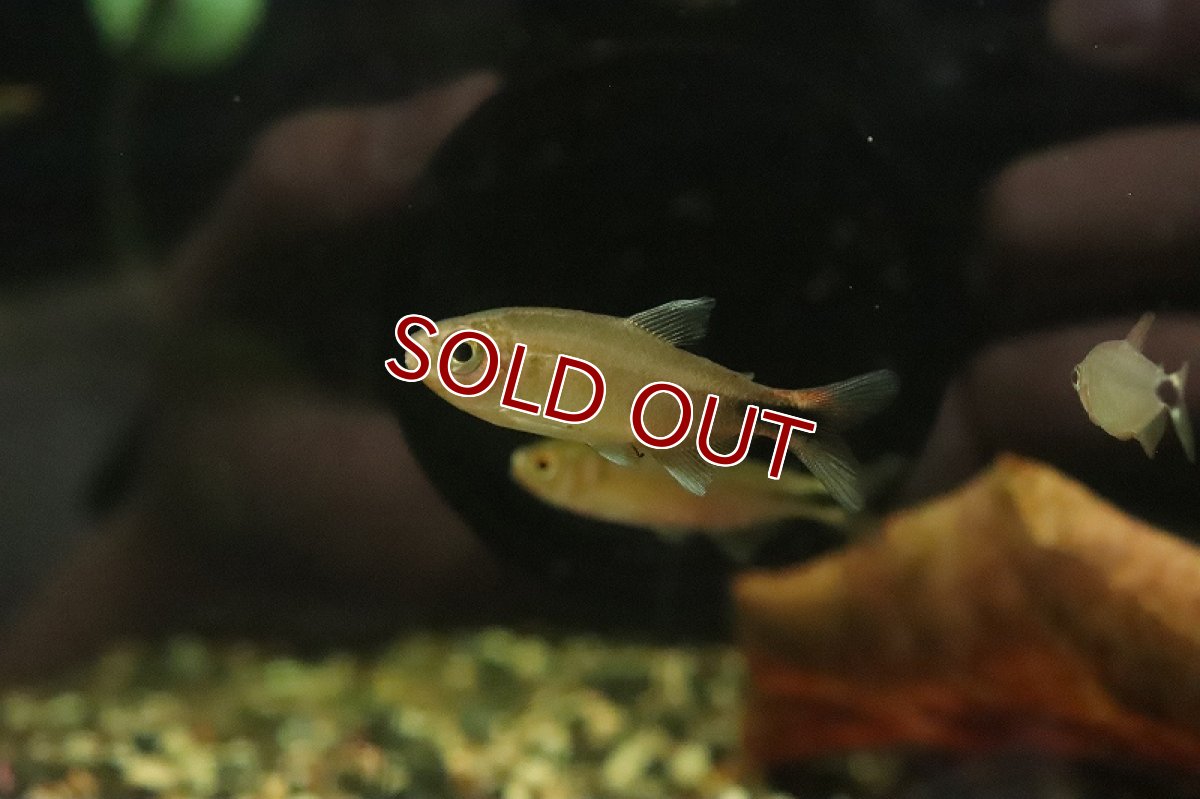画像3: 【淡水魚】【通販】激レア ハイフェソブリコン sp インフェルナリス サンタレン産ワイルド【1匹 サンプル画像】珍カラ(生体)(熱帯魚)NKCK (3)