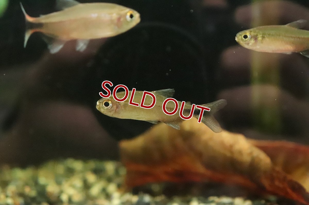 画像4: 【淡水魚】【通販】激レア ハイフェソブリコン sp インフェルナリス サンタレン産ワイルド【1匹 サンプル画像】珍カラ(生体)(熱帯魚)NKCK (4)