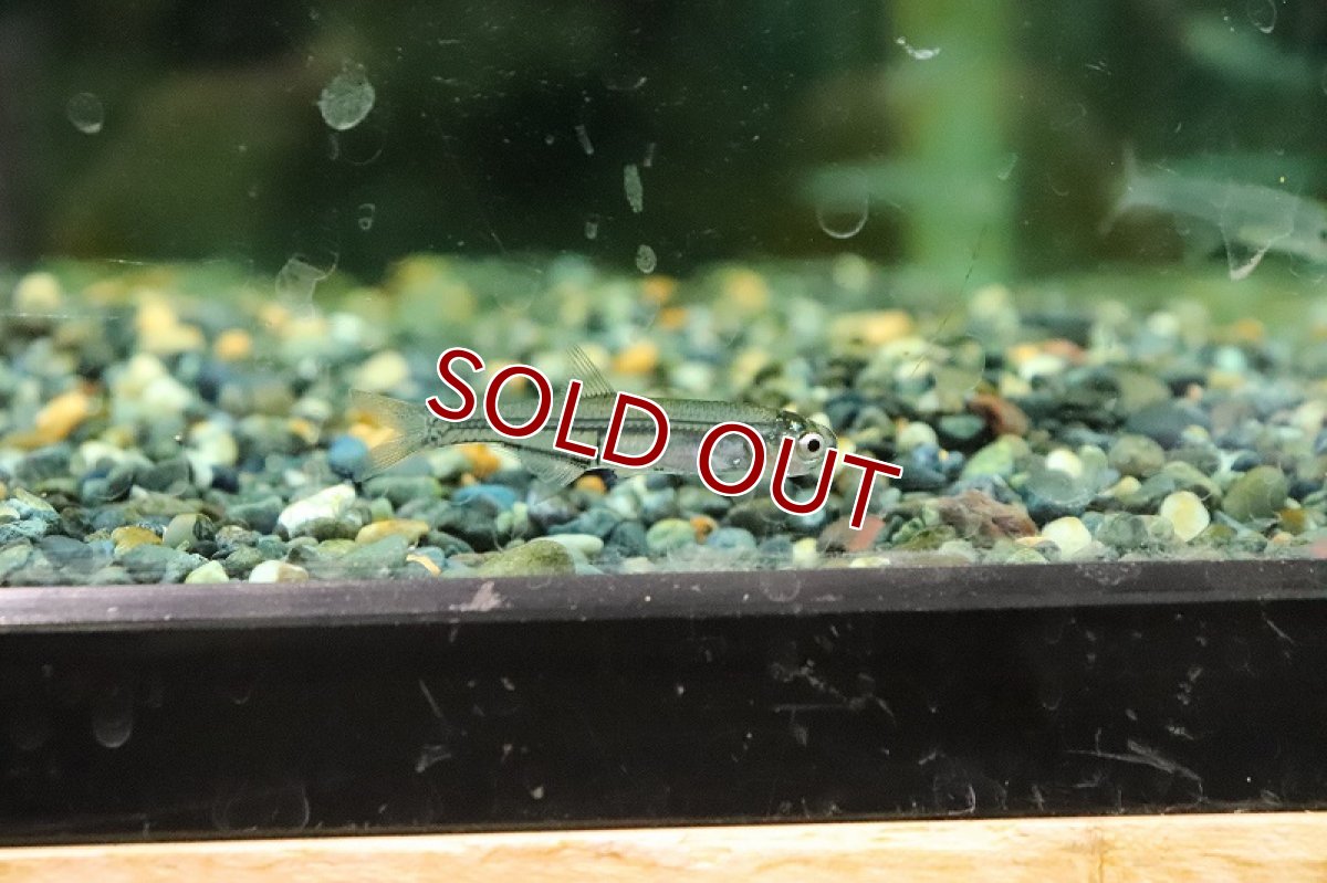 画像2: 【淡水魚】ホエールグラステトラ ペルー産 ワイルド【1匹 サンプル画像】(珍カラ)(生体)(熱帯魚)NKCK (2)