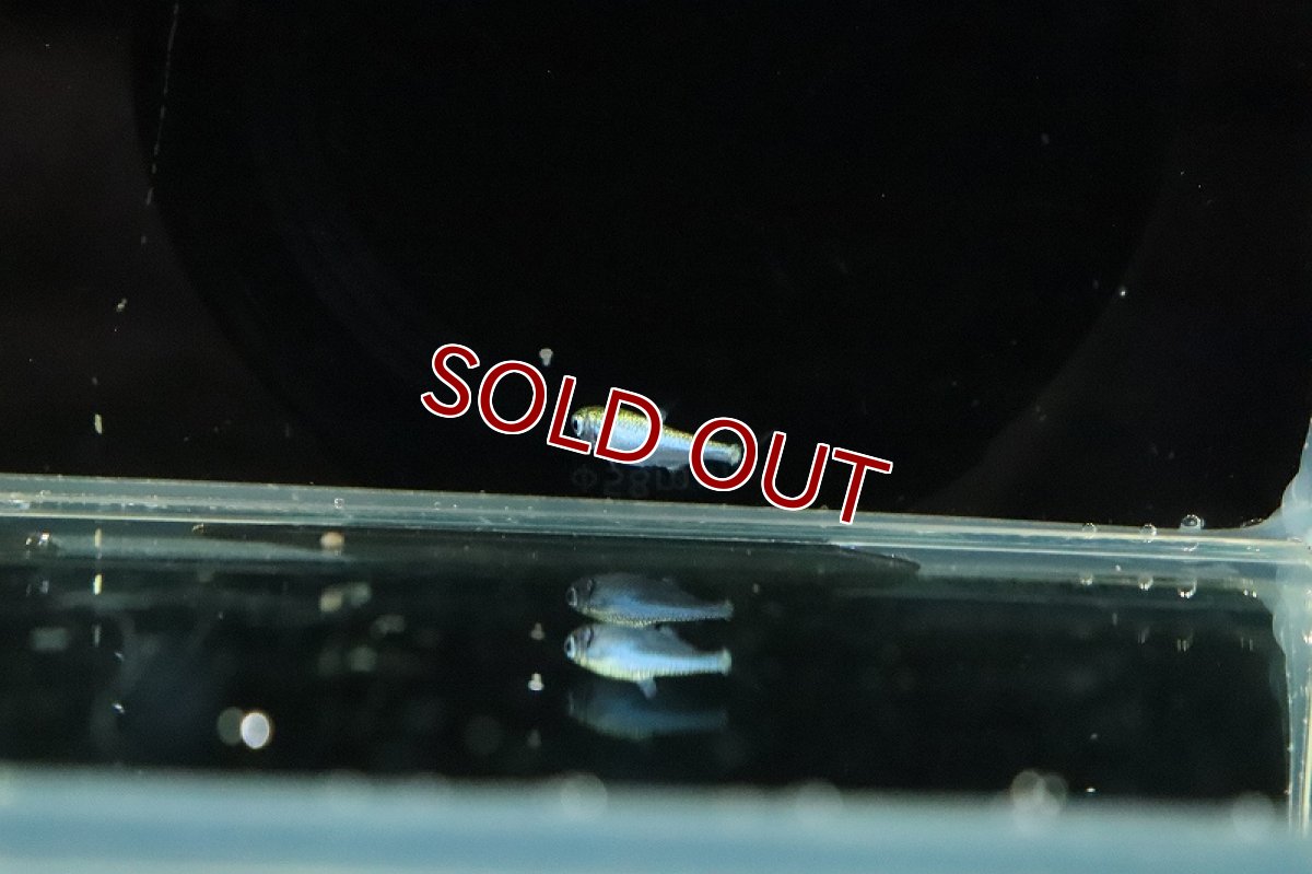 画像2: 【淡水魚】特価 激レア フルプラチナ グリーンネオンテトラ ワイルド【１匹 サンプル画像】(珍カラ)(生体)(熱帯魚)NKCK (2)