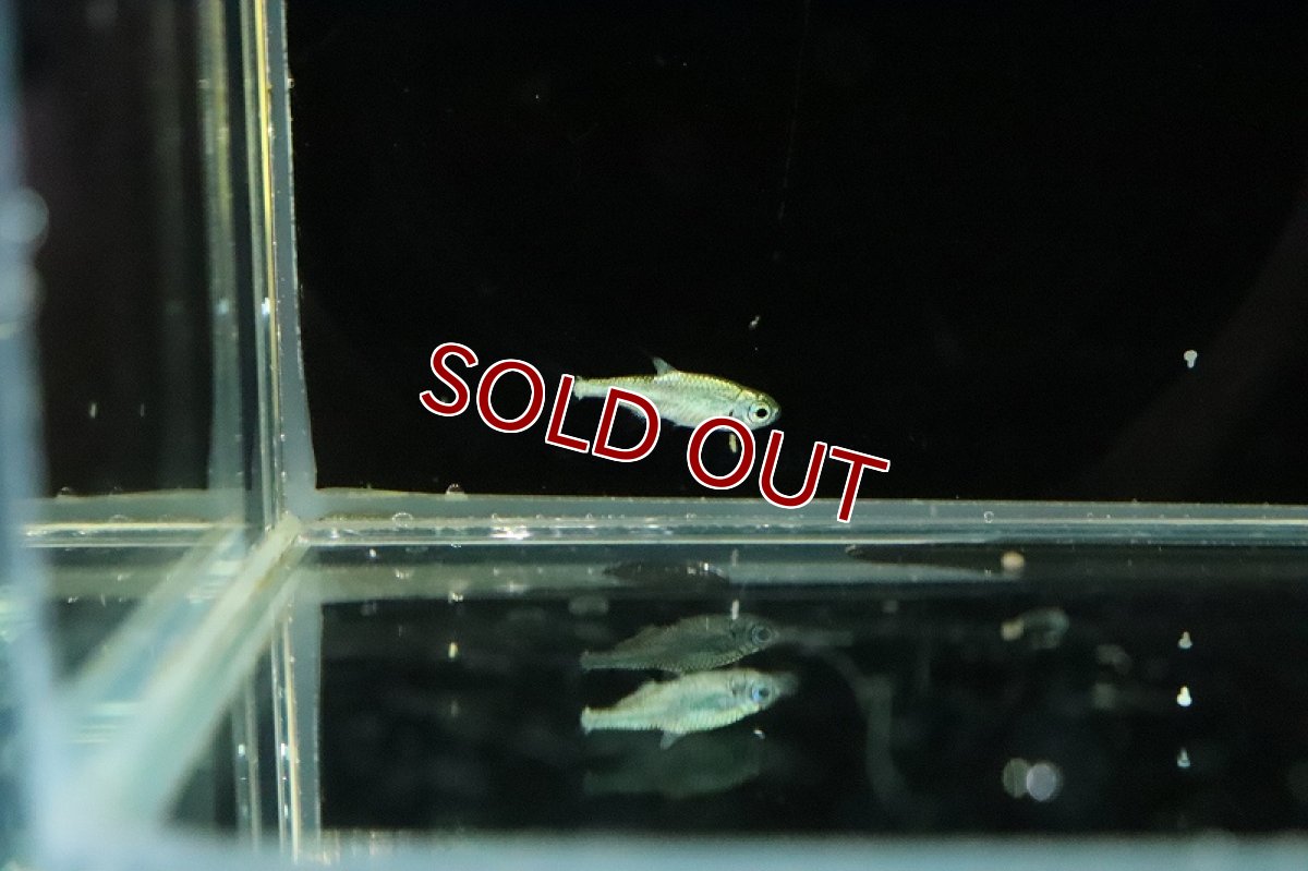 画像4: 【淡水魚】特価 激レア フルプラチナ グリーンネオンテトラ ワイルド【１匹 サンプル画像】(珍カラ)(生体)(熱帯魚)NKCK (4)