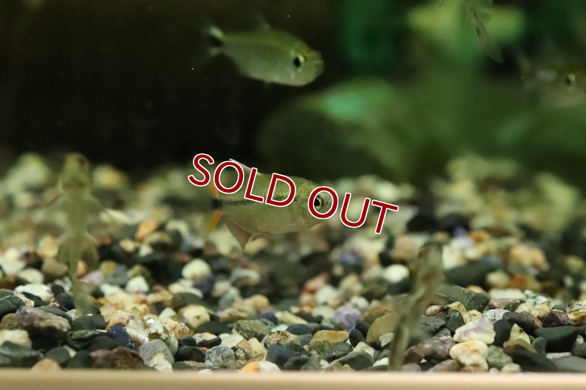 画像2: 【淡水魚】エリスロチャラックス アルティピンニス サンタレン産 ワイルド【１匹 サンプル画像】(珍カラ)(生体)(熱帯魚)NKCK (2)