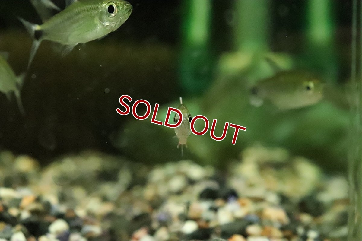 画像3: 【淡水魚】エリスロチャラックス アルティピンニス サンタレン産 ワイルド【１匹 サンプル画像】(珍カラ)(生体)(熱帯魚)NKCK (3)