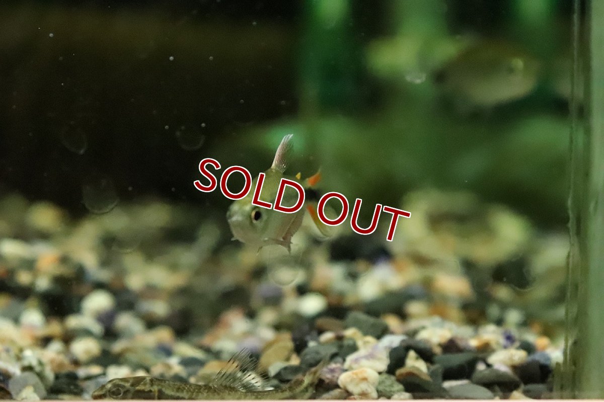 画像4: 【淡水魚】エリスロチャラックス アルティピンニス サンタレン産 ワイルド【１匹 サンプル画像】(珍カラ)(生体)(熱帯魚)NKCK (4)