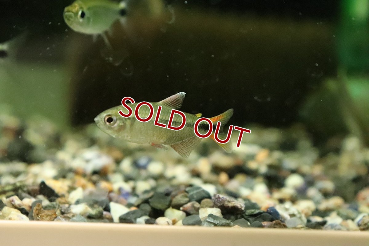 画像5: 【淡水魚】エリスロチャラックス アルティピンニス サンタレン産 ワイルド【１匹 サンプル画像】(珍カラ)(生体)(熱帯魚)NKCK (5)