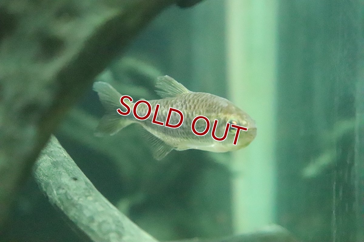 画像2: 【淡水魚】数量限定激安 ブラックラインコギャルテトラ サンタレン産 ワイルド【1匹 サンプル画像】(珍カラ)(生体)(熱帯魚)NKCK (2)