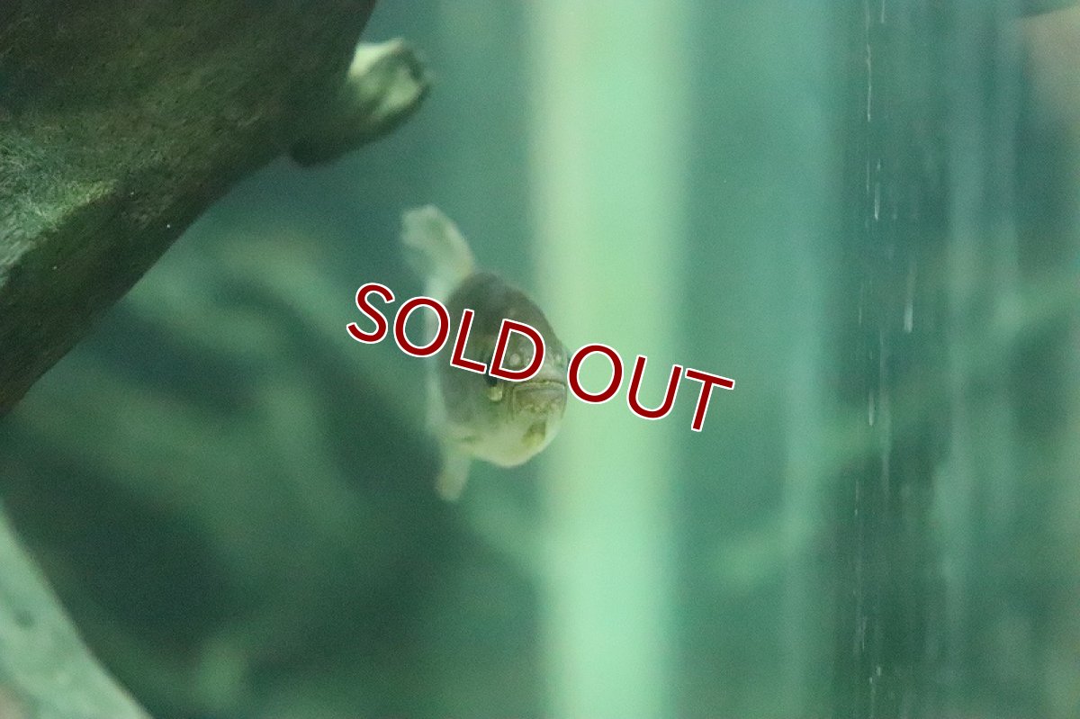 画像3: 【淡水魚】数量限定激安 ブラックラインコギャルテトラ サンタレン産 ワイルド【1匹 サンプル画像】(珍カラ)(生体)(熱帯魚)NKCK (3)