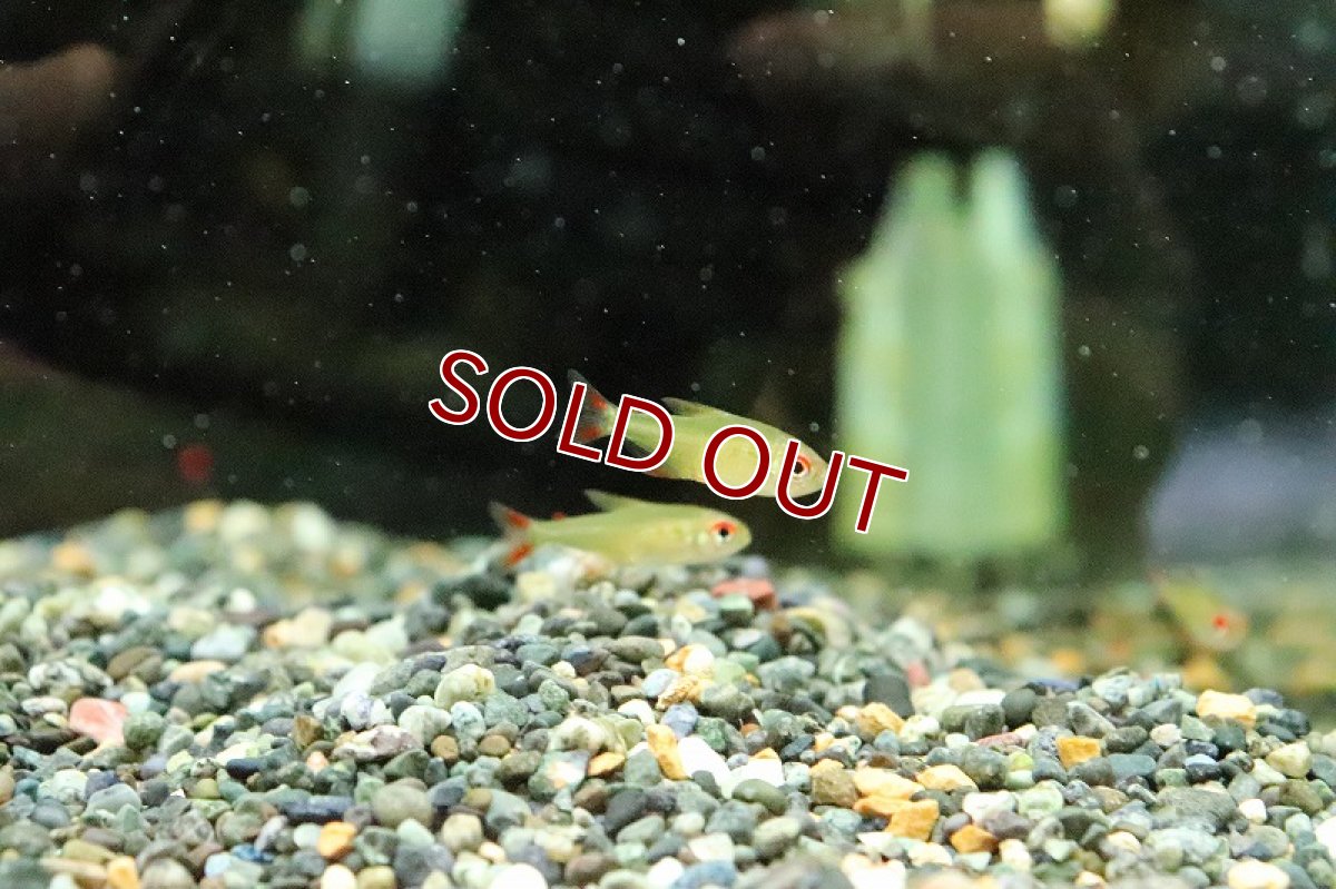 画像2: 【淡水魚】スーパーレモンテトラ マディラ イガラッペ ド アズー産 ワイルド【1匹 サンプル画像】(珍カラ)(生体)(熱帯魚)NKCK (2)