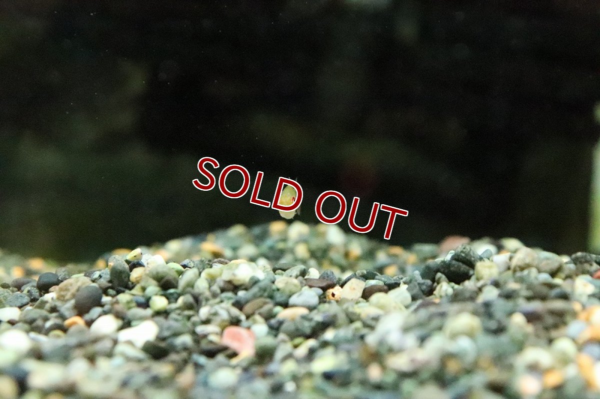 画像3: 【淡水魚】スーパーレモンテトラ マディラ イガラッペ ド アズー産 ワイルド【1匹 サンプル画像】(珍カラ)(生体)(熱帯魚)NKCK (3)