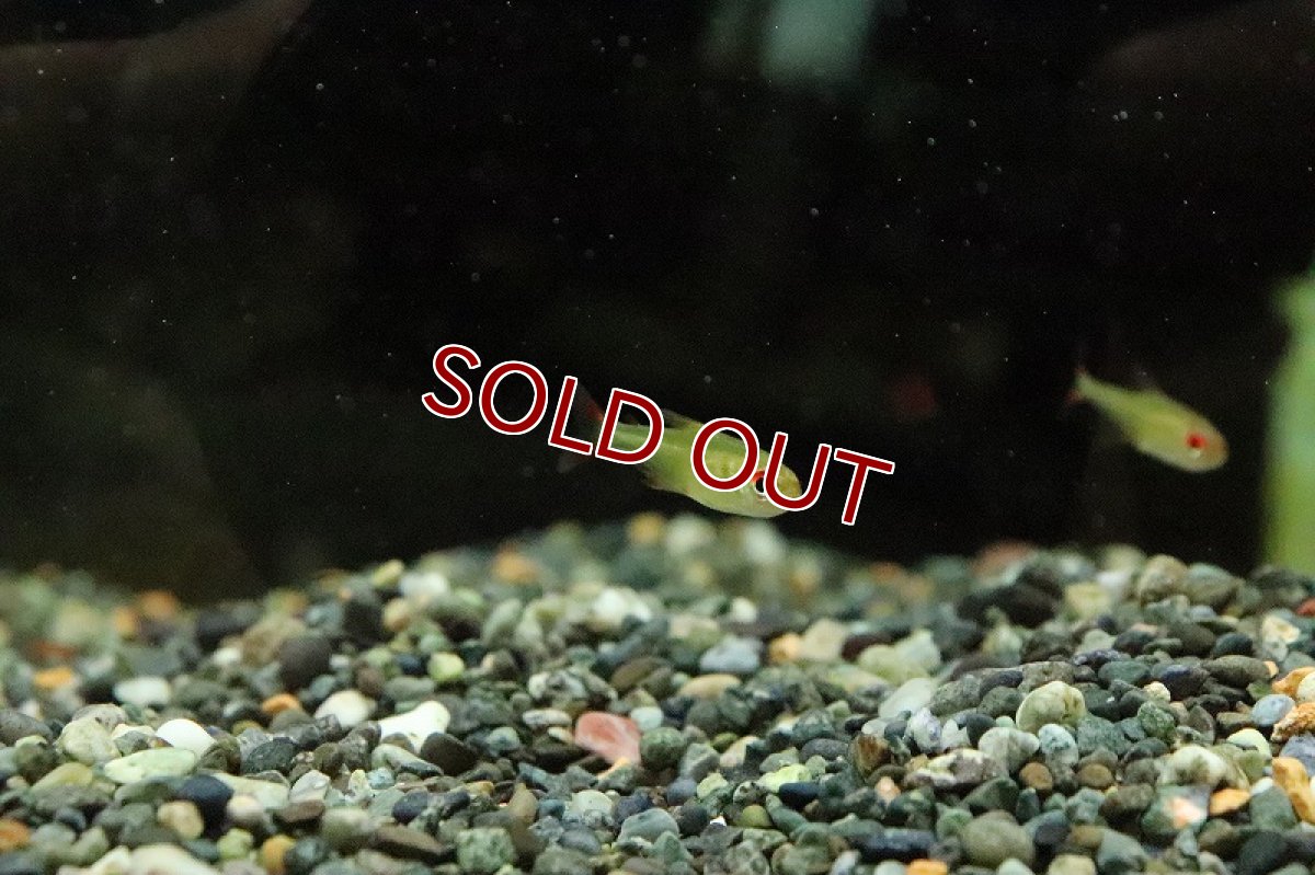 画像4: 【淡水魚】スーパーレモンテトラ マディラ イガラッペ ド アズー産 ワイルド【1匹 サンプル画像】(珍カラ)(生体)(熱帯魚)NKCK (4)