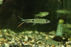 画像1: 【淡水魚】【通販】レッドテールヘミオダス パライーバ ド スルー産 ワイルド【1匹 サンプル画像】(珍カラ)(生体)(熱帯魚)NKCK (1)