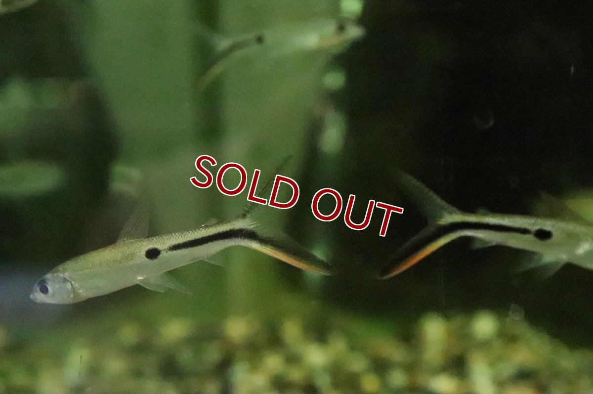 画像2: 【淡水魚】レッドテールヘミオダス パライーバ ド スルー産 ワイルド【1匹 サンプル画像】(珍カラ)(生体)(熱帯魚)NKCK (2)