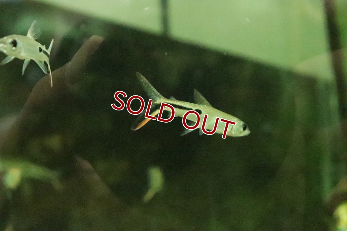 画像3: 【淡水魚】レッドテールヘミオダス パライーバ ド スルー産 ワイルド【1匹 サンプル画像】(珍カラ)(生体)(熱帯魚)NKCK (3)