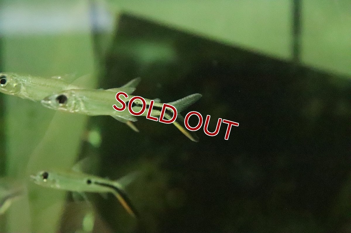 画像4: 【淡水魚】レッドテールヘミオダス パライーバ ド スルー産 ワイルド【1匹 サンプル画像】(珍カラ)(生体)(熱帯魚)NKCK (4)