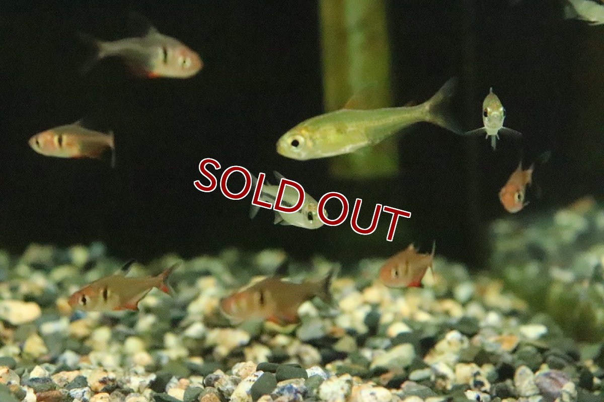 画像3: 【淡水魚】大特価 インディゴブルーラインテトラ ワイルド【1匹 サンプル画像】(珍カラ)(生体)(熱帯魚)NKCK (3)