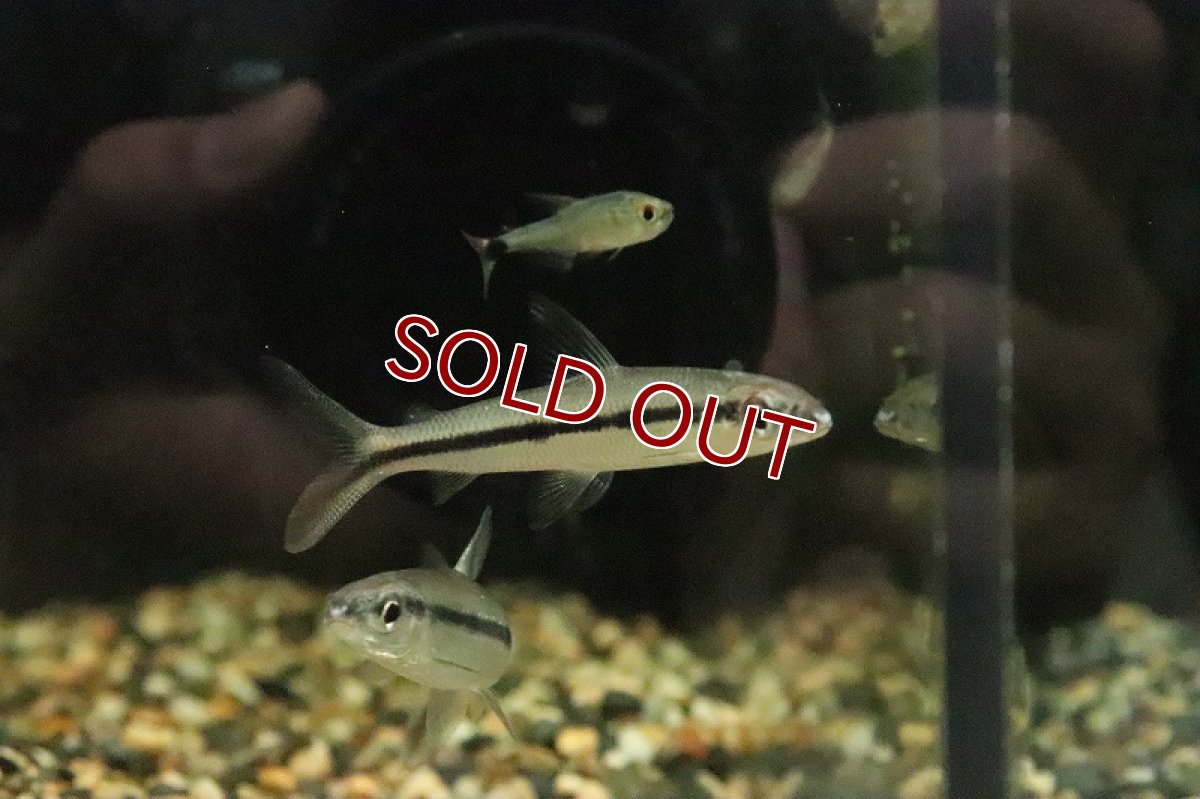 画像2: 【淡水魚】ヘミオドプシス テルネッジ リオトカンチンス産 ワイルド【1匹 サンプル画像】(珍カラ)(生体)(熱帯魚)NKCK (2)