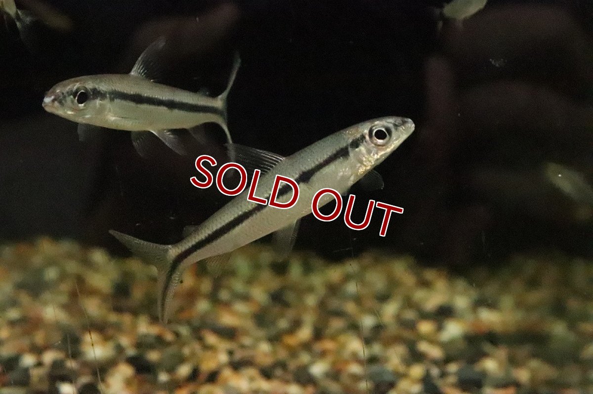 画像3: 【淡水魚】ヘミオドプシス テルネッジ リオトカンチンス産 ワイルド【1匹 サンプル画像】(珍カラ)(生体)(熱帯魚)NKCK (3)