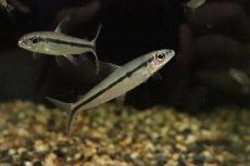 画像3: 【淡水魚】【通販】ヘミオドプシス テルネッジ リオトカンチンス産 ワイルド【1匹 サンプル画像】(珍カラ)(生体)(熱帯魚)NKCK (3)