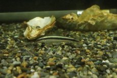 画像1: 【淡水魚】髭コケ対策最強 アパレイオドンsp リオアラグアイア ワイルド【1匹 サンプル画像】(珍カラ)(生体)(熱帯魚)NKCK (1)