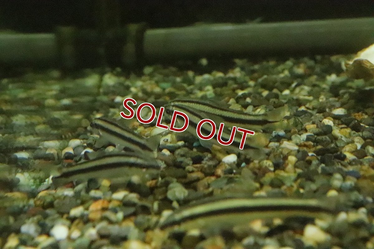 画像2: 【淡水魚】髭コケ対策最強 アパレイオドンsp リオアラグアイア ワイルド【1匹 サンプル画像】(珍カラ)(生体)(熱帯魚)NKCK (2)