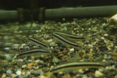 画像2: 【淡水魚】髭コケ対策最強 アパレイオドンsp リオアラグアイア ワイルド【1匹 サンプル画像】(珍カラ)(生体)(熱帯魚)NKCK (2)