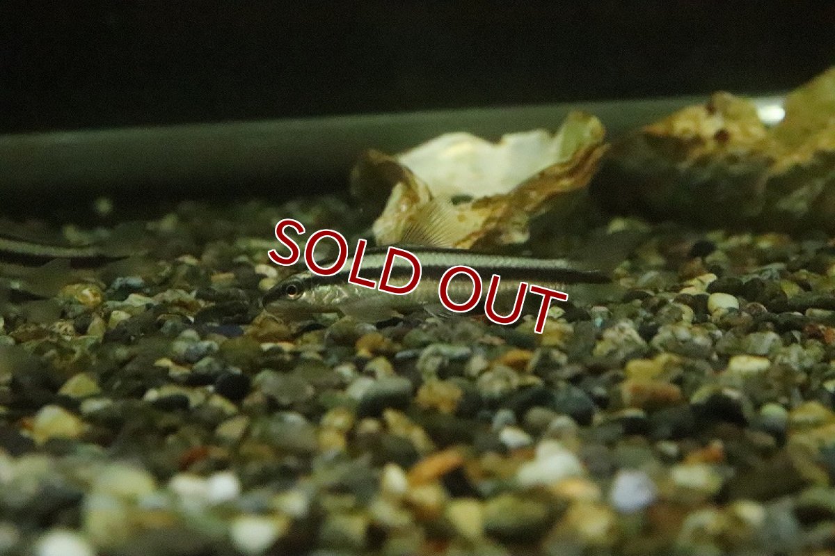 画像3: 【淡水魚】髭コケ対策最強 アパレイオドンsp リオアラグアイア ワイルド【1匹 サンプル画像】(珍カラ)(生体)(熱帯魚)NKCK (3)