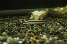 画像3: 【淡水魚】髭コケ対策最強 アパレイオドンsp リオアラグアイア ワイルド【1匹 サンプル画像】(珍カラ)(生体)(熱帯魚)NKCK (3)