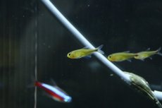 画像1: 【淡水魚】【通販】ハイフェソブリコンsp アマヤ スーパーレッド ワイルド【1匹 サンプル画像】(珍カラ)(生体)(熱帯魚)NKCK (1)