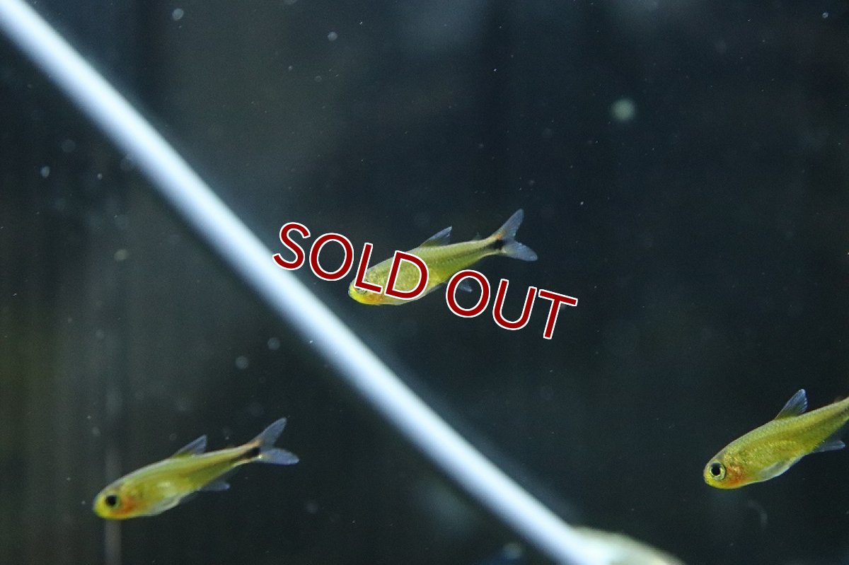 画像2: 【淡水魚】ハイフェソブリコンsp アマヤ スーパーレッド ワイルド【1匹 サンプル画像】(珍カラ)(生体)(熱帯魚)NKCK (2)