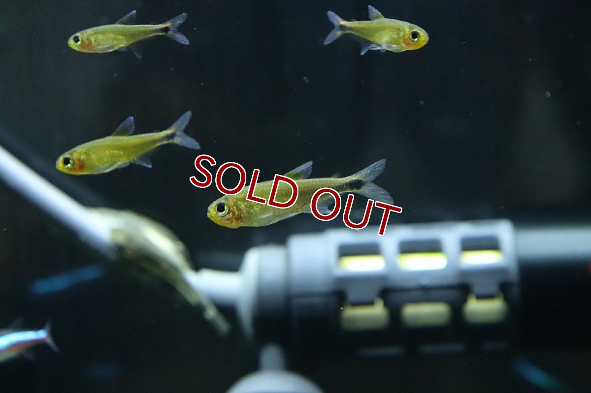 画像3: 【淡水魚】ハイフェソブリコンsp アマヤ スーパーレッド ワイルド【1匹 サンプル画像】(珍カラ)(生体)(熱帯魚)NKCK (3)